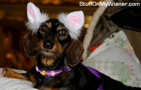 Ellie-easter Ellie with her Easter ears on.