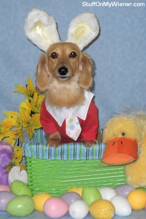 Georgie-Easter Georgie with bunny ears and eggs.