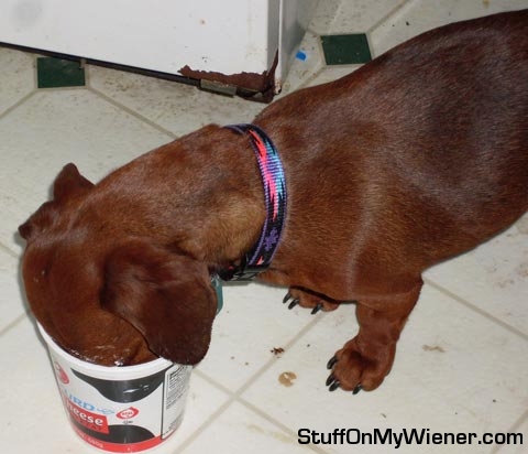 Great-cheese Greta licks the bottom of the cottage cheese carton.