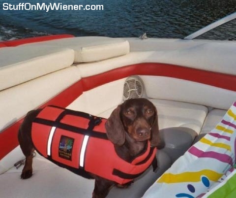 Jake-lifevest Jake in a life vest.