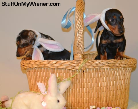 Lambeau-Lombardi-easter Lambeau & Lombardi in an Easter basket.