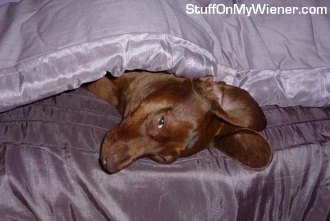 Cocoa-bed Cocoa in mom's bed.