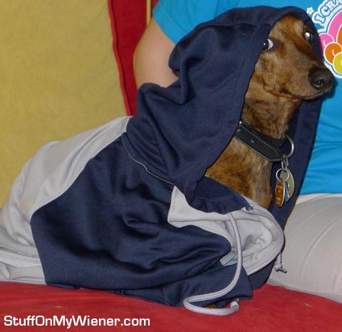 Marley in a hoodie.