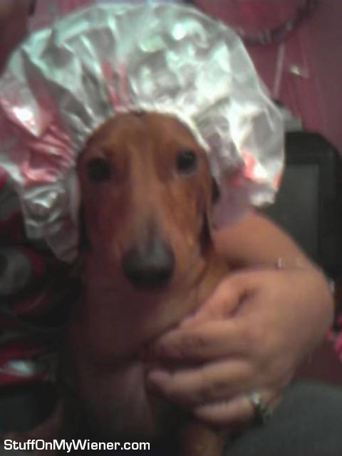 Scooter-shower Scooter in shower cap.