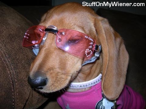 Susie Pearl in doggles.