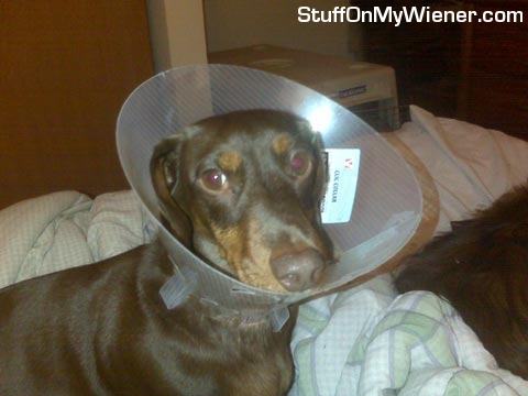 Swift-cone Swift in a cone collar.