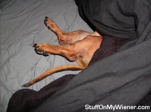 Tyty-bed Tyty sleeping with his butt outside the covers.