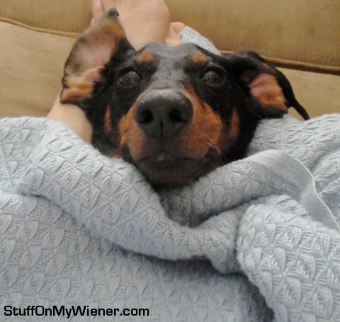Chester waking from a nap.