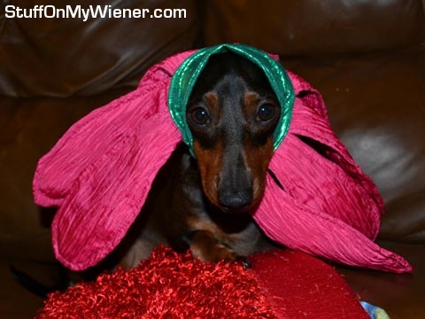 Colby in a flower costume.