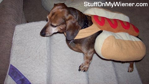 Cookie-hotdog Cookie in a hotdog costume.