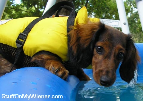 Enzo goes swimming.