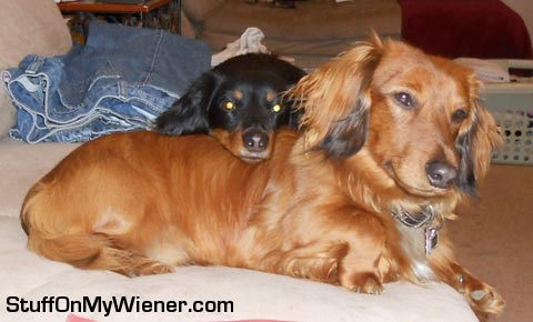 Rebel uses Hank as a pillow.