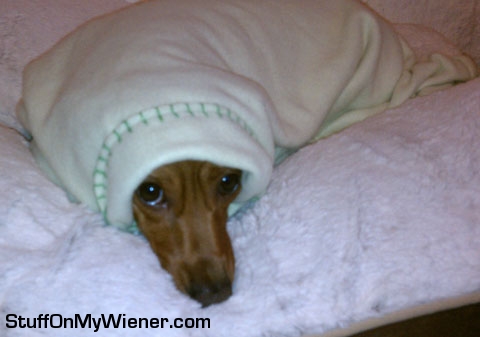 Lily-bed Lily tucked in bed.