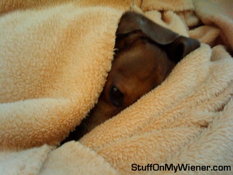 Pebbles in bed.