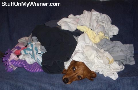 Penny-laundry Penny under a pile of laundry.