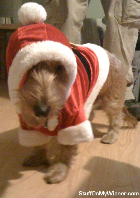 Chester-santa Chester in Santa outfit.