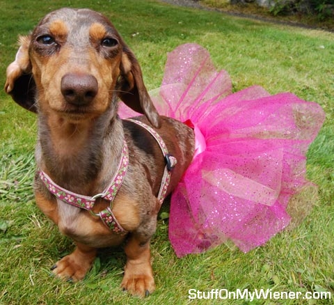 Gretel-tutu Gretel in a tutu.