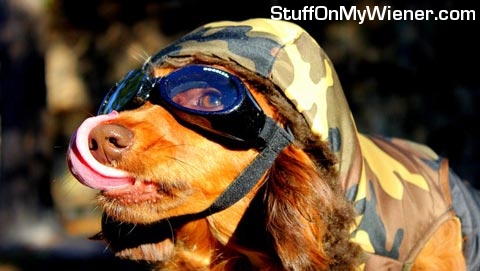 Shelby in doggles.