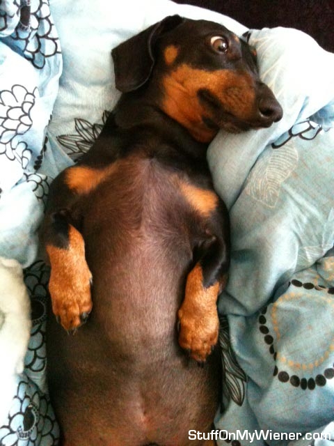 Taco-bed Taco laying on his back.