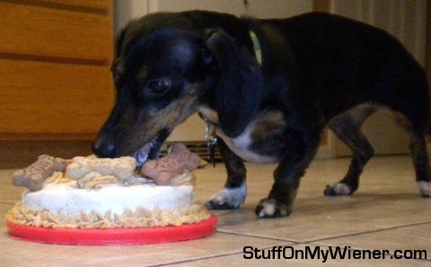 Bailey and cake.