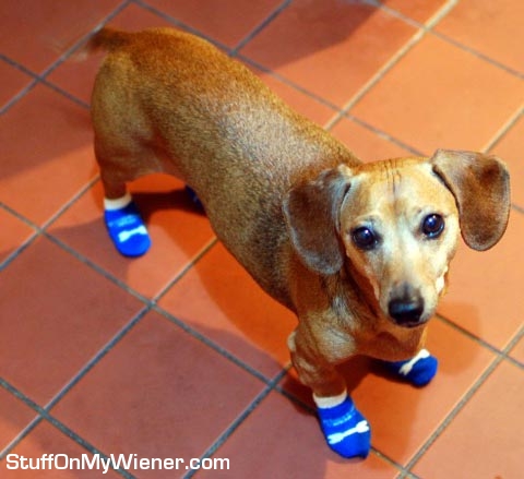 Basil-socks Basil in socks.