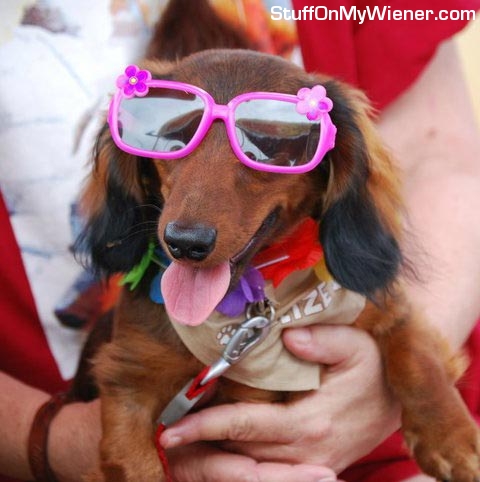 Enzo in sun glasses.