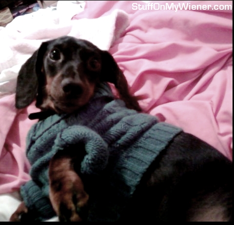 Nigel-sweater Nigel in a sweater.