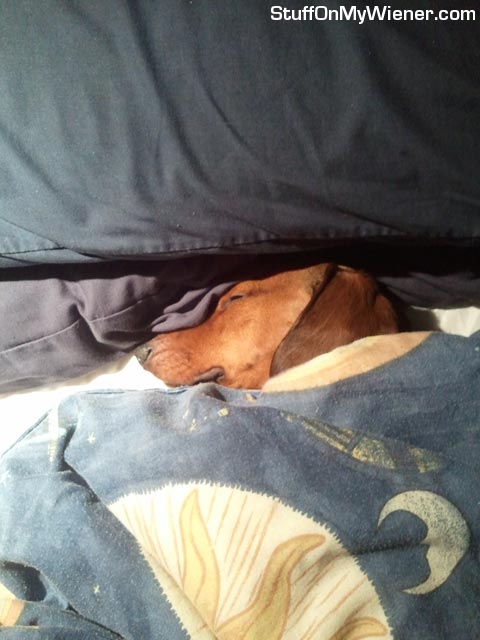 PJ-bed PJ all tucked in bed.