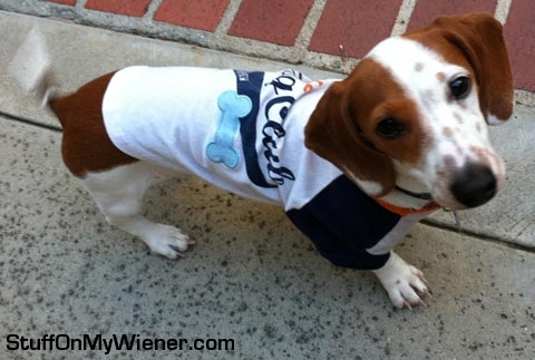 Bailey in a jersey.