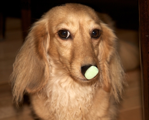 Blondi-peanutonnose Blondi with a packing peanut on her nose.