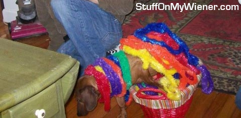 Buckley-hula Buckley in leis.