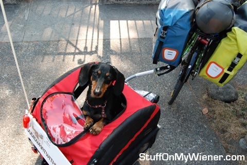 Chester-trailer Chester in a bike trailer.