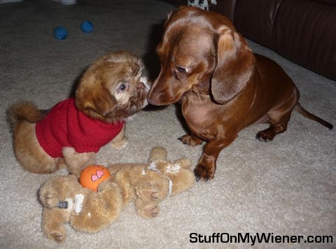 Cocoa meets Mitzi.