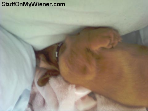 Kirby-pillow Kirby sleeps with head under pillow.