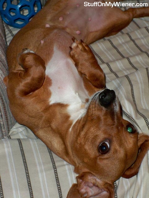 Lyla asks for belly rubs.