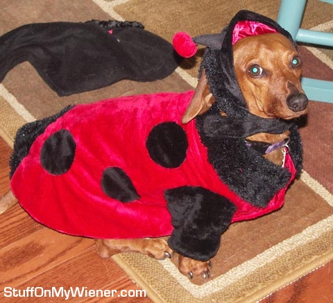 Turbo-ladybug Turbo as a lady bug.