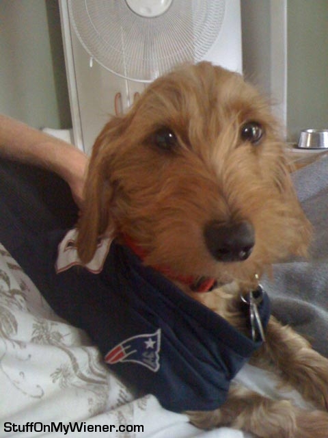 Chester-jersey Chester in a patriots jersey.