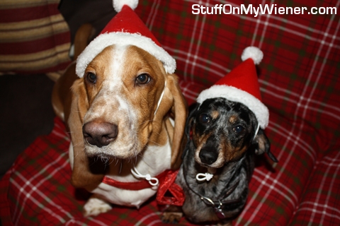 Abbey and Fred in Christmas hats.