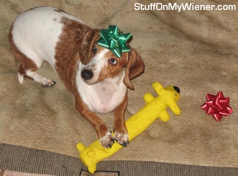 Bodie with new squeaky toy and bows.