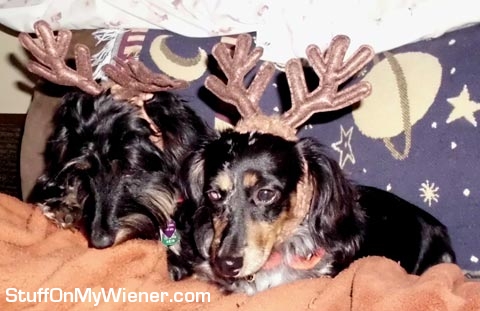 Ellie & Gabby in antlers.