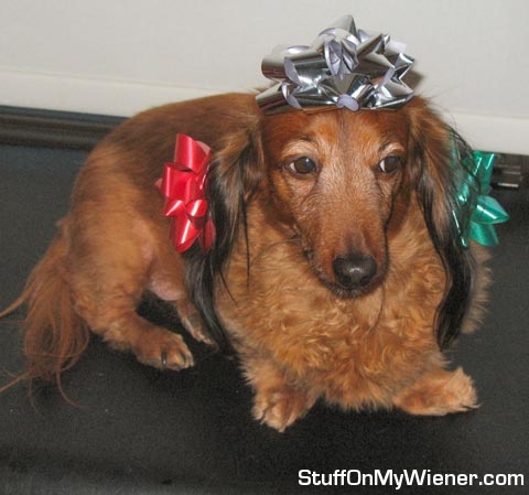 Kallie-Bows Kallie all decorated for Christmas