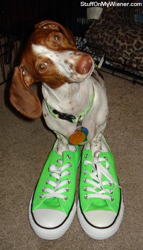 Lily Bug in a pair of Chuck Taylors.