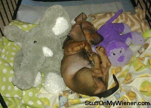 Louie napping with stuffed animals.