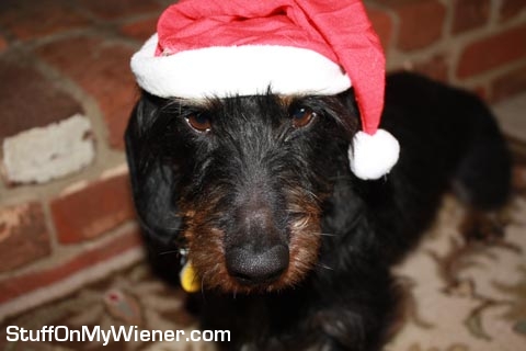 Oz in a Santa hat.