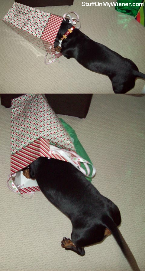 Snickers-bag Snickers hunts for her toy in the Christmas bag.