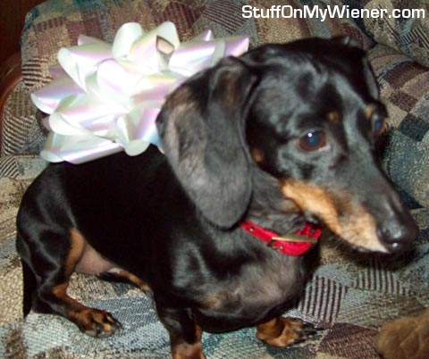 Snickers with a Christmas bow on.