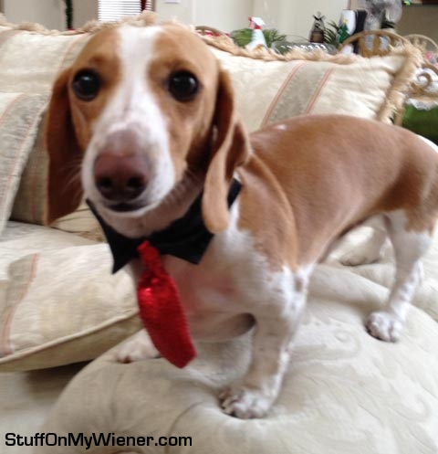 Yogi in a red tie for the holidays.