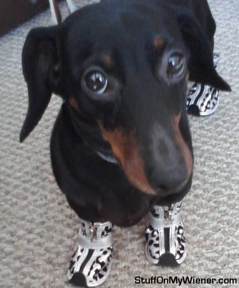 Buddy-shoes Buddy in running shoes.