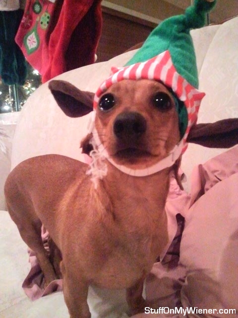 Buster as an elf.