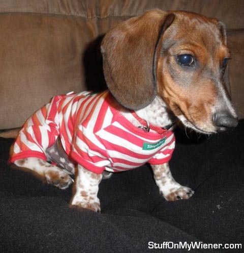 Charlie in his Christmas pj's.